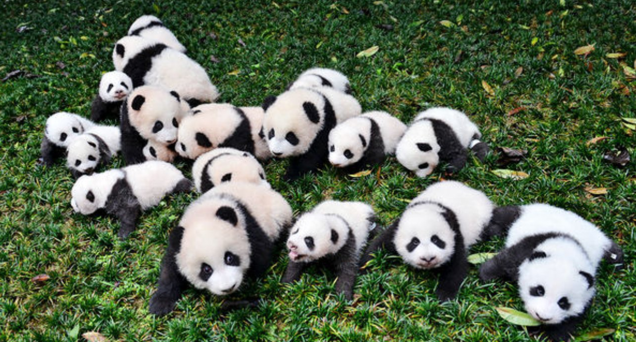 a group of pandas